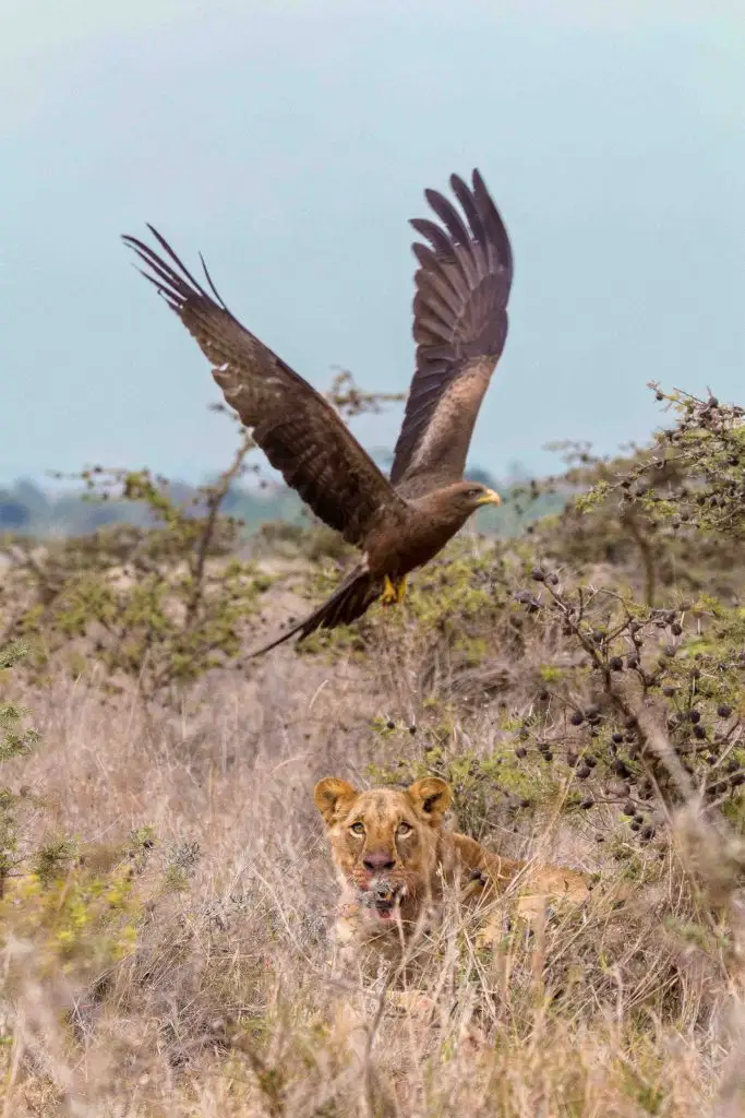 Evans Ogeto-EAGLE