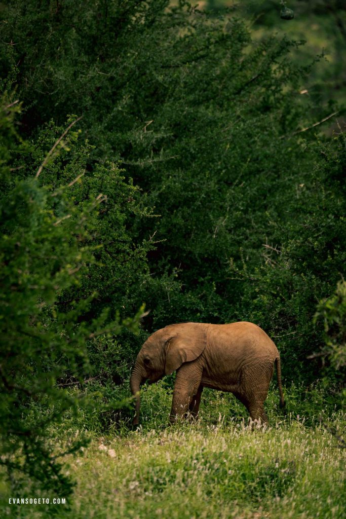 Evans Ogeto-Samburu-
