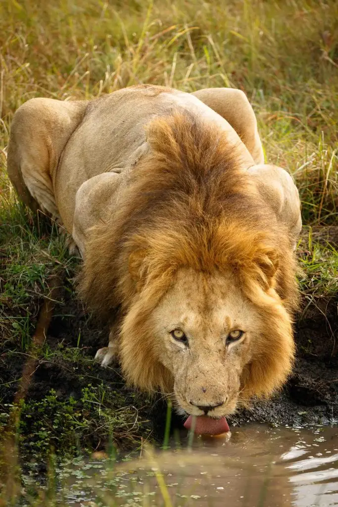 Evans Ogeto-lion drinking