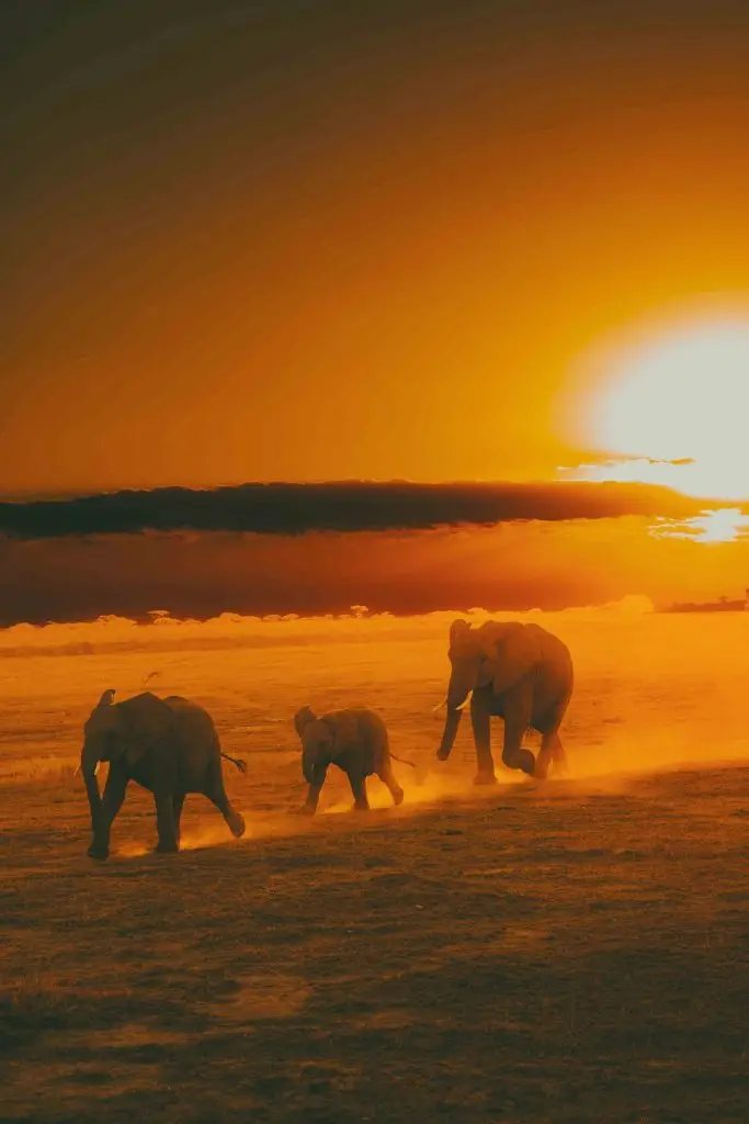 elephant running