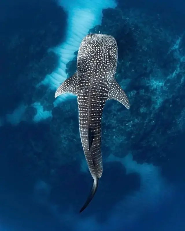 kenya whale shark