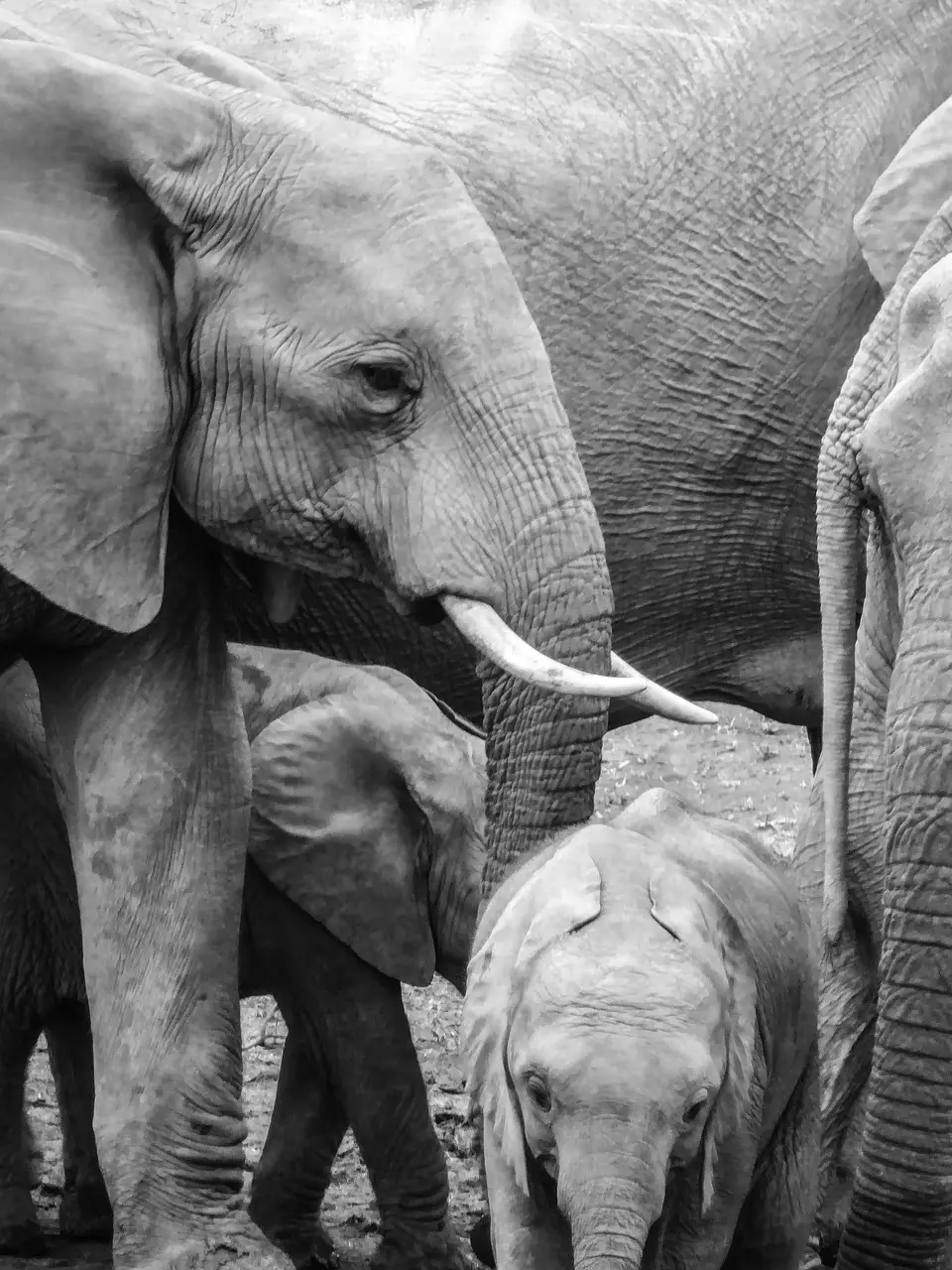 wildlife photography